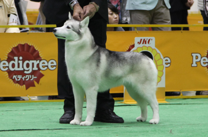 ♪ ユアン FCIジャパンインターナショナルドッグショー2013 ハスキー結果 ♪_c0161772_23175628.jpg