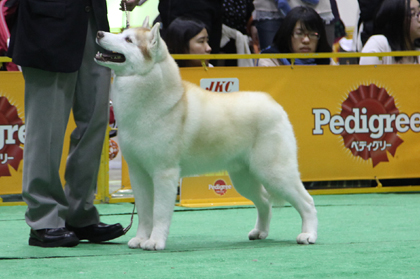 ♪ ユアン FCIジャパンインターナショナルドッグショー2013 ハスキー結果 ♪_c0161772_23213316.jpg