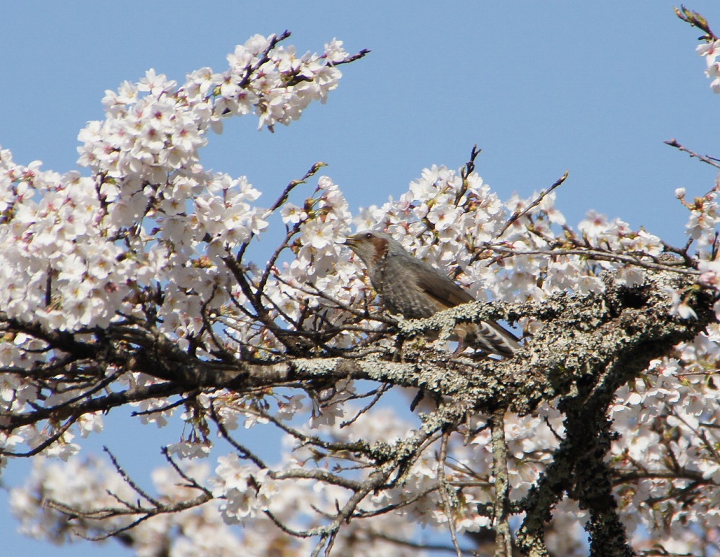 2013春　前線通過後の京北町点描＆常照皇寺（その２）_a0206577_15392.jpg