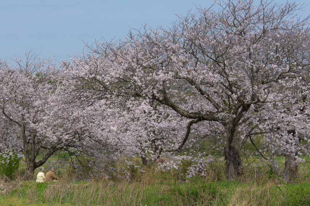 桜　…　古木_b0044477_0165960.jpg