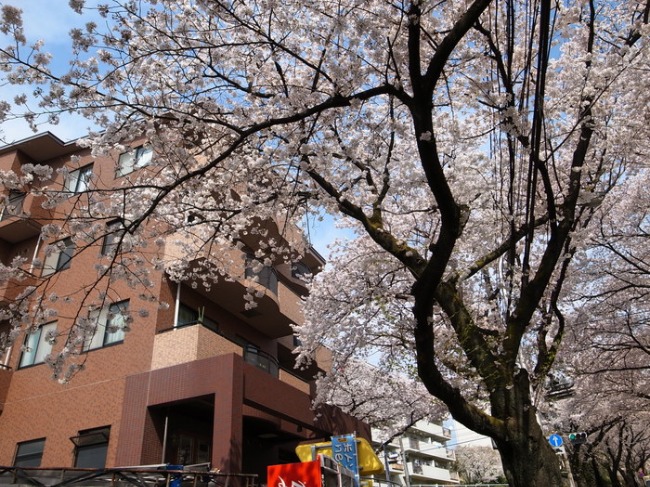 GRデジタルによる　近くの桜_a0085679_20123089.jpg