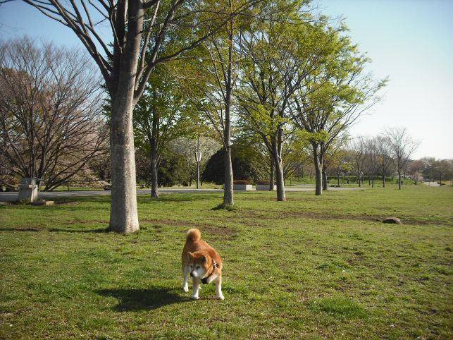 東京都　府中市・武蔵野の森公園の欅の新緑と柴犬_e0165983_1745780.jpg