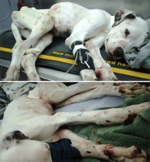 そばかす という名の犬 生きたいと 戦う 弥生 スコットランドはエジンバラ エディンバラ 発