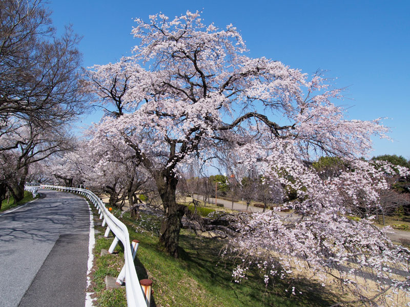 No.63　愛知県　光明寺公園　木曽川堤　桜_b0120889_22504696.jpg