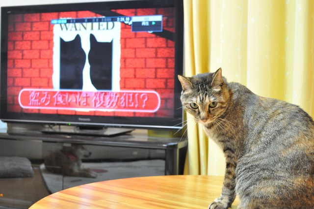 ペット大行進!ど~ぶつくん_a0126590_22583919.jpg