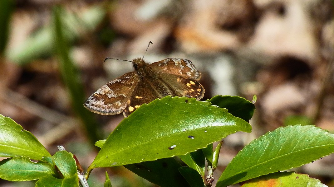 a0152692_19314355.jpg