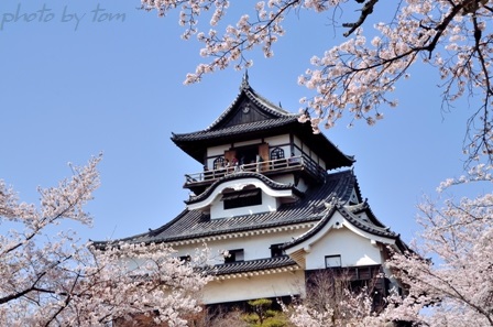 犬山城の春景色_b0155692_22394296.jpg