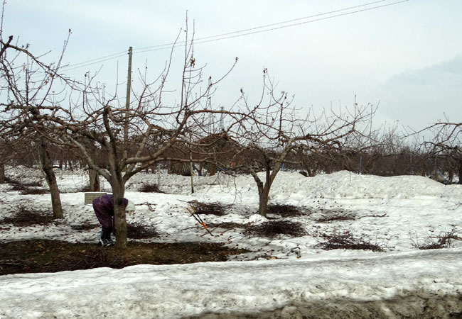 雪解けのころの リンゴ畑。平川の白鳥など_a0136293_15533726.jpg