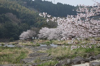 平成２５年度の桜　ＮＯ３_b0062793_14553563.jpg