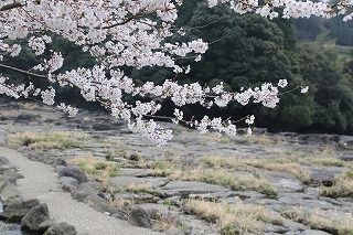 平成２５年度の桜　ＮＯ３_b0062793_14554480.jpg