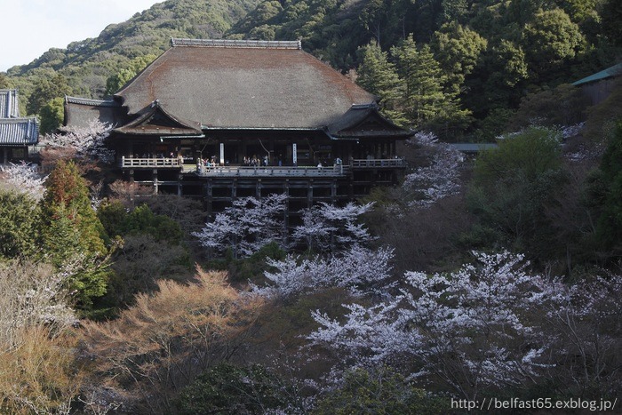 さくら・清水寺_f0095094_22344558.jpg