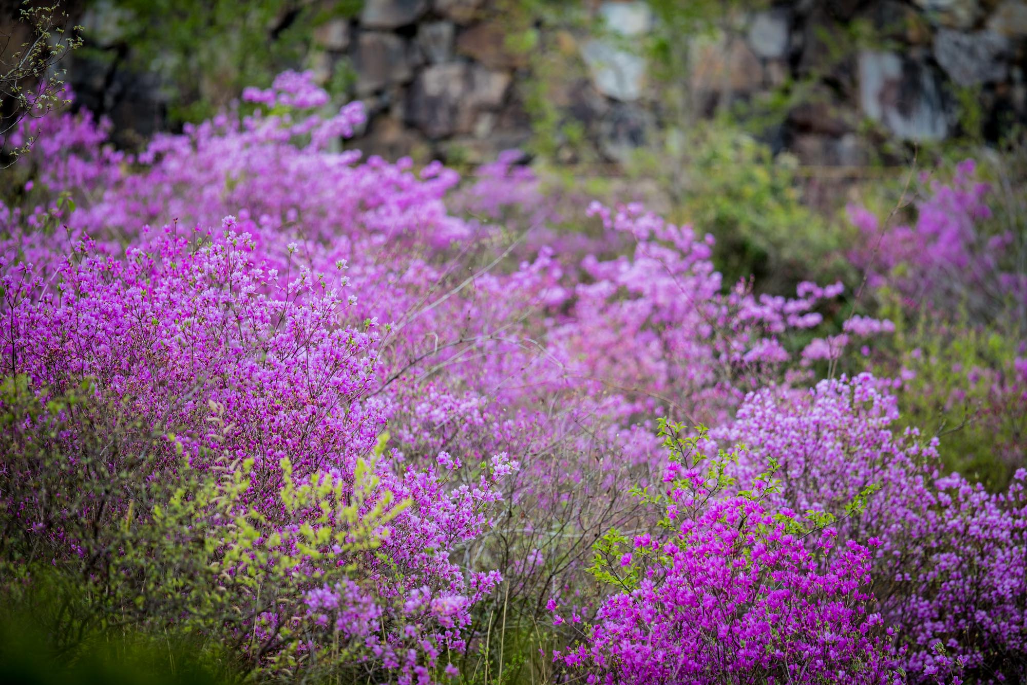 それなりに花盛り_b0126495_22395197.jpg