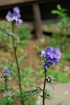 c0124100_19114468.jpg