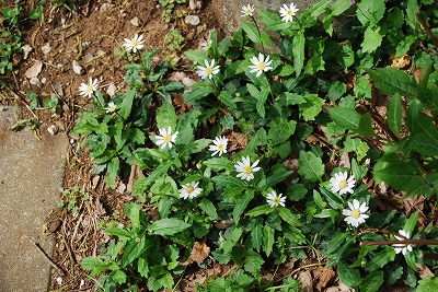 c0124100_19121280.jpg