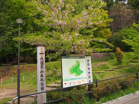 六国見山のオロチ桜こと｢夫婦桜｣を探して(2013.04.10)_e0245404_21153661.jpg