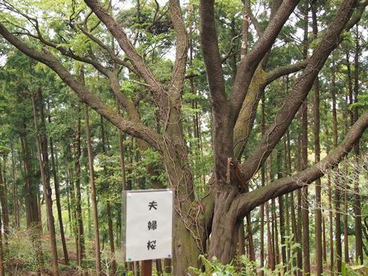 六国見山のオロチ桜こと｢夫婦桜｣を探して(2013.04.10)_e0245404_2118206.jpg