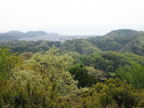 六国見山のオロチ桜こと｢夫婦桜｣を探して(2013.04.10)_e0245404_21223588.jpg