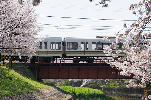 桜日和_a0122205_16222681.jpg