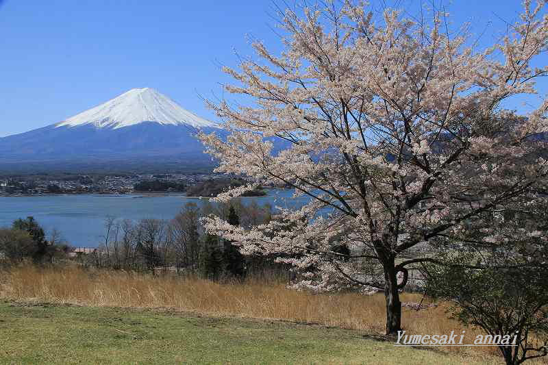 河口湖の桜①_a0188405_15561110.jpg