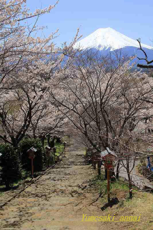 河口湖の桜①_a0188405_15571160.jpg