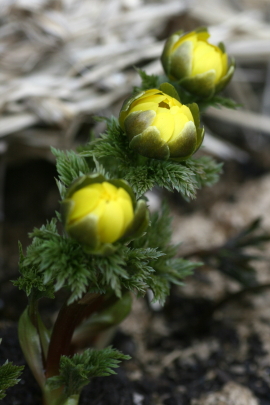 庭開始は掃除から　　2013・4・10（水）_f0041606_17285145.jpg