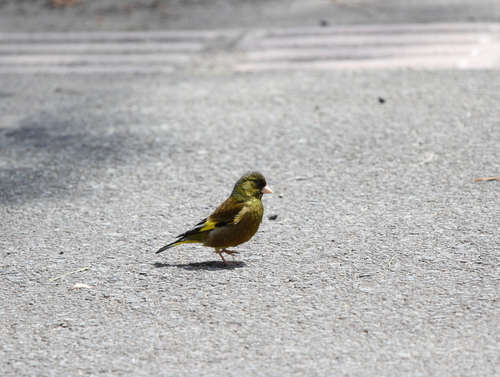 ふるさとの野鳥_d0230507_14415840.jpg