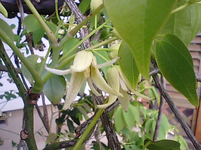 　「むべ」の花～不老長寿伝説～天智天皇のむべなるかな～_f0231709_224508.jpg