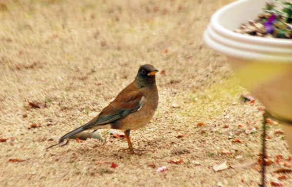 目まぐるしい天候の中で・・イカリソウ_d0025414_105439.jpg