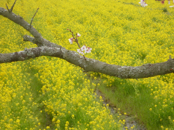 京田辺市「観音寺」の菜の花畑♪_e0233614_21244419.jpg