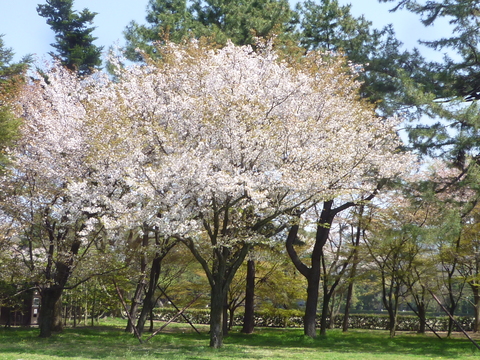 桜　（京都編）_a0162815_15464636.jpg