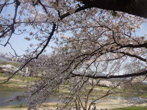 桜　（京都編）_a0162815_15505416.jpg