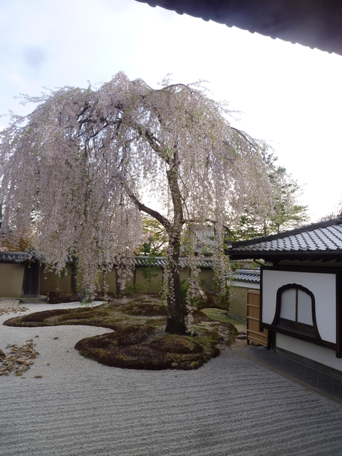 桜　（京都編）_a0162815_1556519.jpg