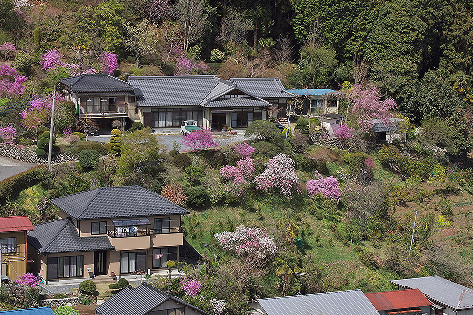 花桃の里＠東秩父村大内沢_b0010915_19255249.jpg