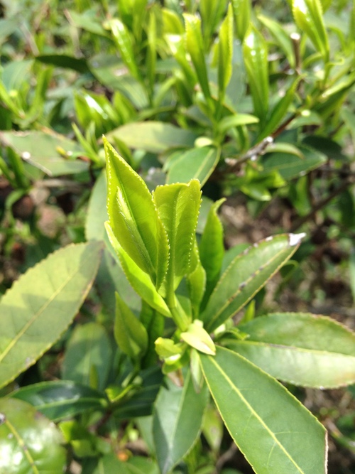 茶LON_b0220318_1833556.jpg