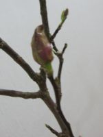 c0165824_1529076.jpg