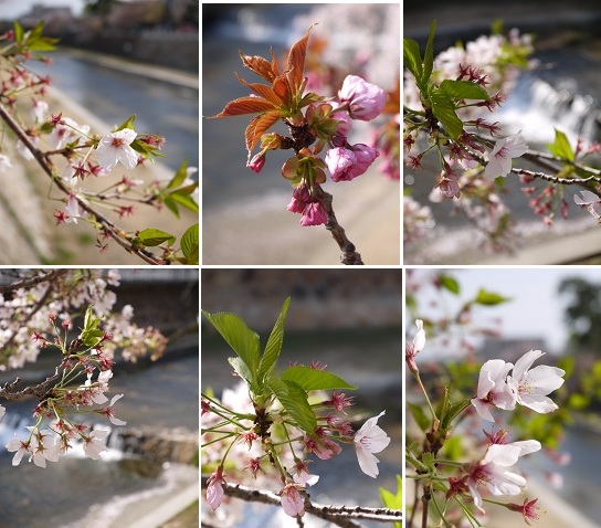 ぶらり芦屋川_c0235725_14535144.jpg
