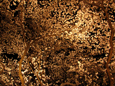 京都の夜桜(2013.4.9)_b0080027_1593875.jpg