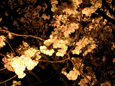京都の夜桜(2013.4.9)_b0080027_20336.jpg