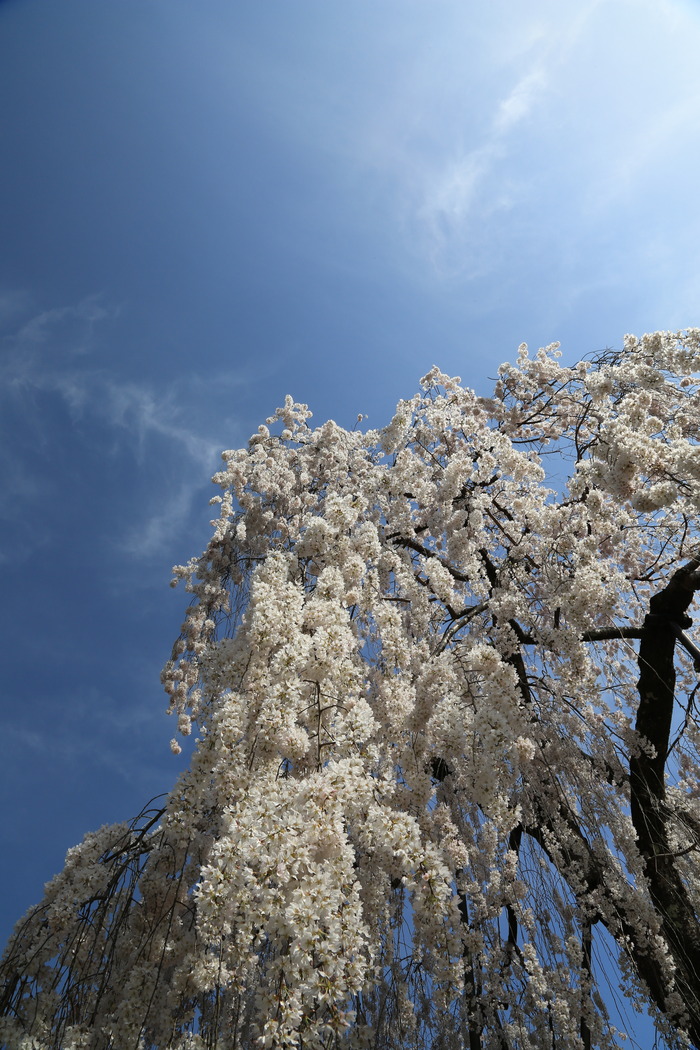 大野寺の枝垂れ桜_d0283427_19375964.jpg