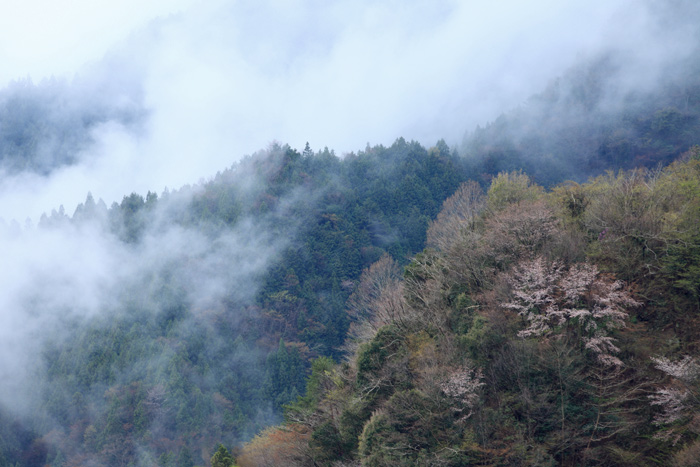 みどり湖の桜_e0025930_16344137.jpg