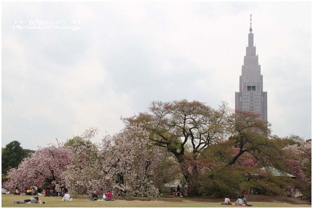 八重桜とドコモタワ-のコラボ_e0052135_22143718.jpg