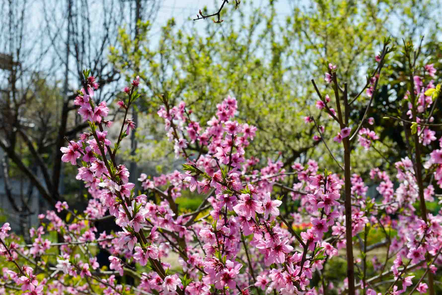 兄貴の遊休地の花たち・・・_d0246136_23344293.jpg