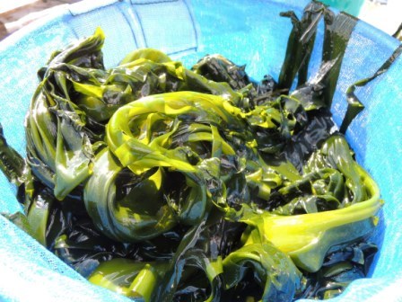 岩泉町、最盛期の養殖ワカメ収穫作業を見学する_b0206037_2312085.jpg