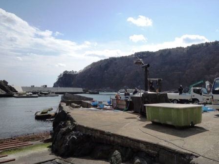 岩泉町、最盛期の養殖ワカメ収穫作業を見学する_b0206037_2342672.jpg