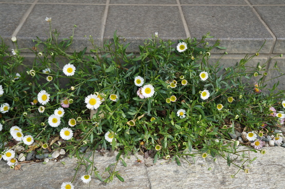 Green　market　のお知らせと春の花！！_b0200240_2092519.jpg