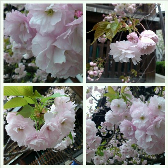 桜ももうおわりましたね・・・_c0154941_1472415.jpg