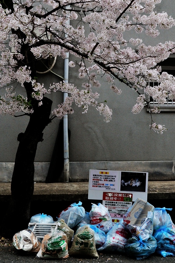 まだまだ続く「桜」です。（通勤撮影）_d0148541_2025842.jpg