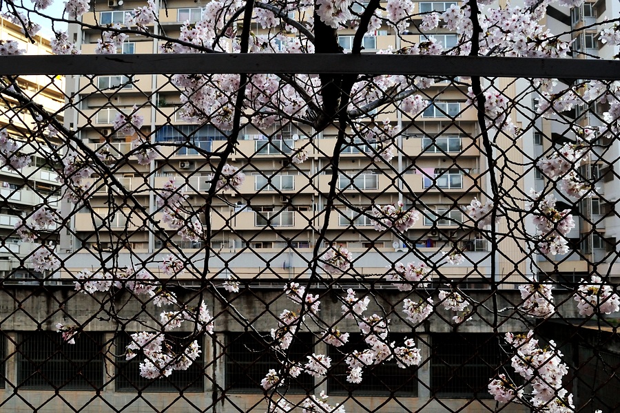 まだまだ続く「桜」です。（通勤撮影）_d0148541_20261477.jpg