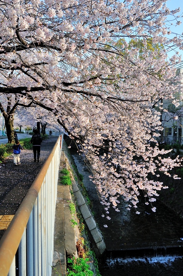 まだまだ続く「桜」です。（通勤撮影）_d0148541_2026596.jpg