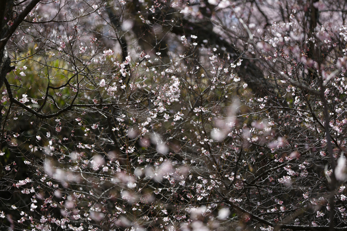 c0035245_29140.jpg